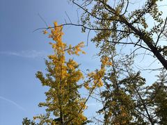 -汉长安城未央宫国家考古遗址公园