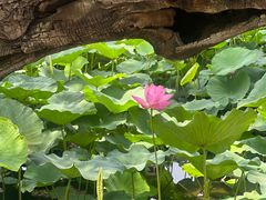 -莲花池公园