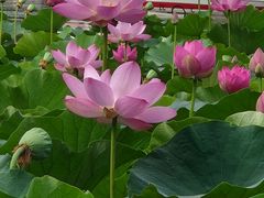 -莲花池公园