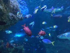 -悉尼海洋生物水族馆