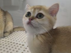 -青石桥花鸟鱼虫市场(叠翠城店)