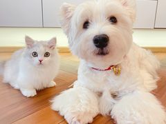 -momokira米努特·德文卷毛猫·棉花面纱犬