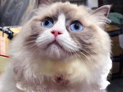 -喵zoo家庭繁育猫舍(尖东智能花园店)