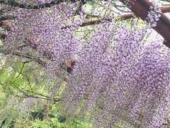 -嘉定紫藤园