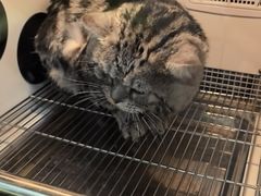 -瑞派宠物医院·犬猫全科·猫友好(宾水西道店)