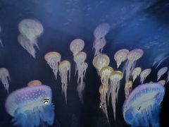 -贝壳梦幻世界