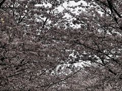 -高东镇樱花园