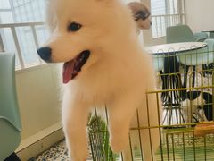 -Let's go狗咖·猫咖·奶狗·桌游(春熙路IFS店)