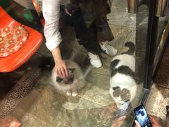 -猫咪博物馆(顶澳仔猫街店)