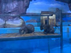 -多彩贵州城极地海洋世界