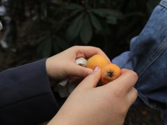 -塘栖枇杷特色园区