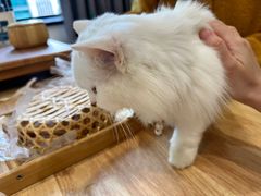 -楼上猫咖(罗湖店)