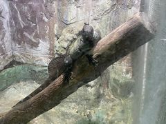 -上海大自然野生昆虫馆(东方明珠·爬宠昆虫探索中心)
