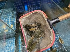 -熊记虾王·小龙虾(东晓南店)