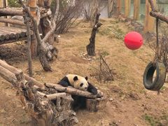 -青藏高原野生动物园