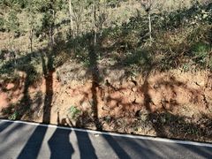 -岣嵝峰国家森林公园