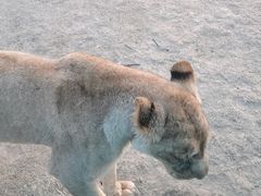 -北京野生动物园