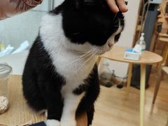 -猫咪派对(江南西店)