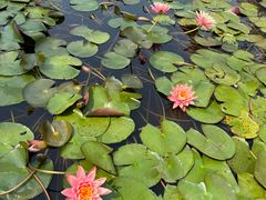 -东莞植物园