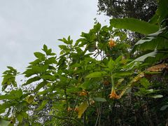 -野象谷景区