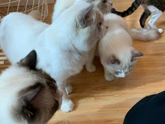 -momokira米努特·德文卷毛猫·棉花面纱犬