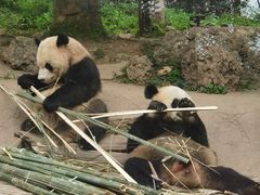 -都江堰中华大熊猫苑