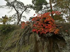 -松岛