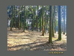 -象山森林公园