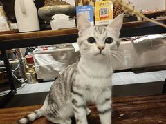 -泰·菩提树下[泰式按摩x精油SPAx肩颈头疗](新景店)