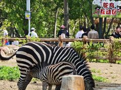 -大连森林动物园