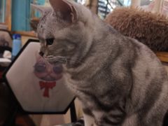 -猫小院猫主题咖啡厅(北锣店)