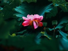 -陈家山荷花公园