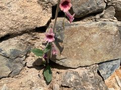 -北京鹫峰国家森林公园