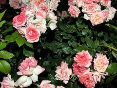 -人民公园(罗湖区)