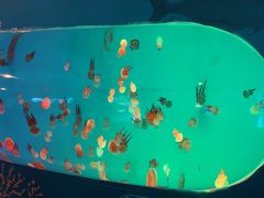 -洛阳龙门海洋馆