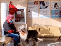 -喜多萌中农锦绣动物医院24H·猫科·牙科MRI·CT