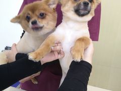 -宠颐生嘉德动物医院