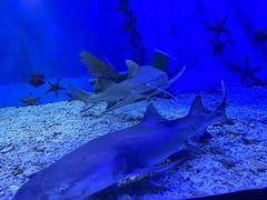 -太平洋海底世界