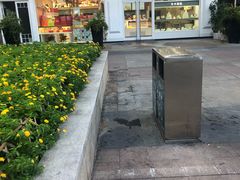 -蒲公英(五里店)