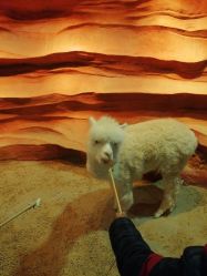 点击看大图 -酷嗒动物文化乐园(cutezoo西溪乐天城店)