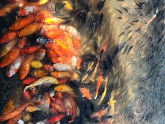 -龙泉人椰子鸡.糟粕醋.海南菜(三亚旗舰店)