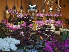 -溪岸路花鸟市场