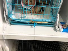 -乐嘟嘟宠物医院