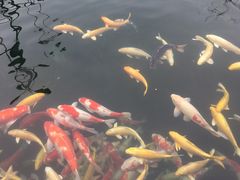 -湖鲜楼