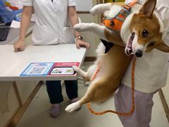 -宠颐生宠物医院·心肾内科·猫专科诊疗中心宠巢店
