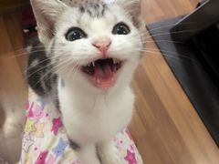 -Bastet sally猫舍购宠(静安店)