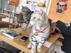 -平行世界·猫咖(首经贸店)