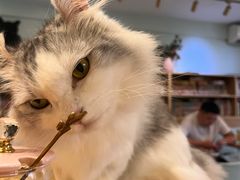-MOYOYO猫咪咖啡店