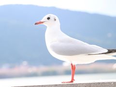 -海埂大坝