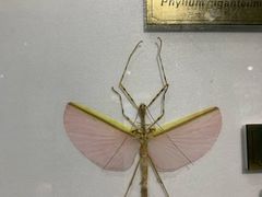 -上海昆虫博物馆